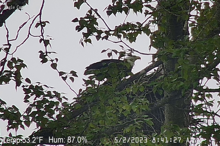 Eagle Nest Cam